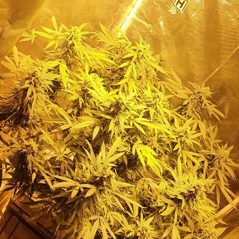 Purple growlog timeline photo