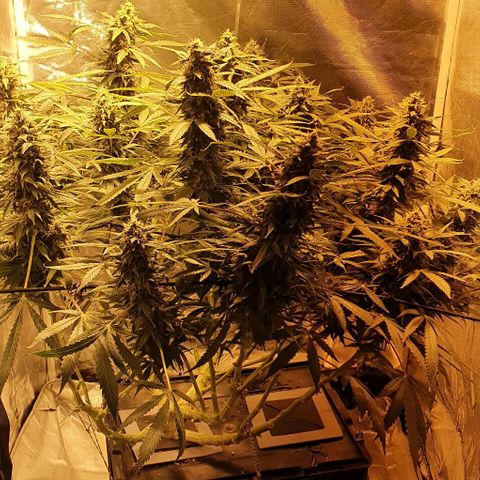 Purple growlog timeline photo