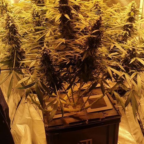 Purple growlog timeline photo
