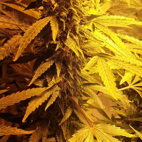 Purple growlog timeline photo