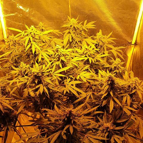 Purple growlog timeline photo