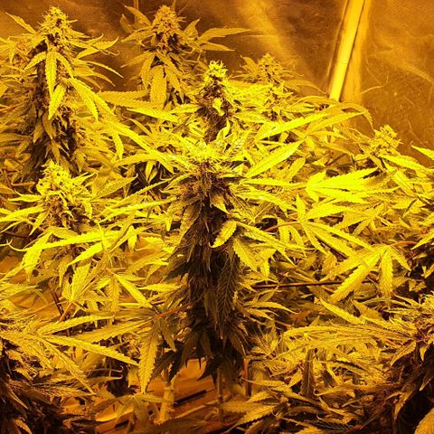Purple growlog timeline photo