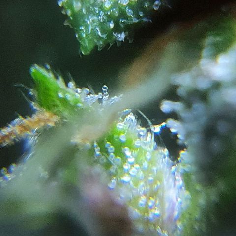 Purple growlog timeline photo