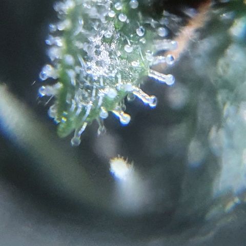 Purple growlog timeline photo