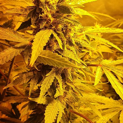 Purple growlog timeline photo