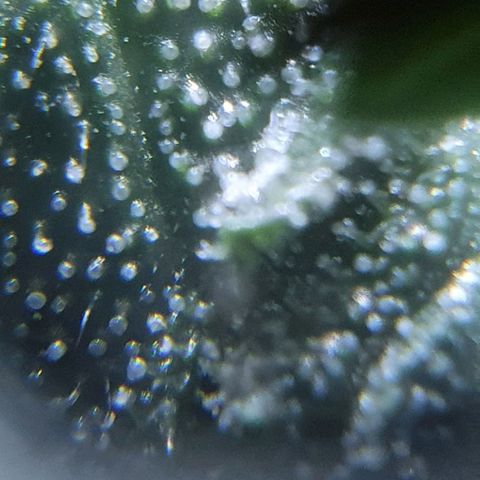 Purple growlog timeline photo