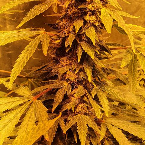 Purple growlog timeline photo