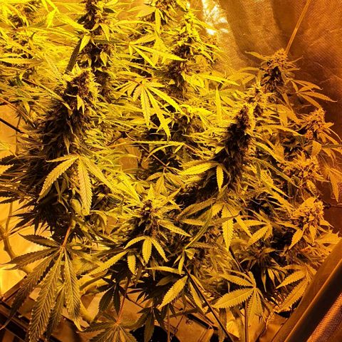 Purple growlog timeline photo