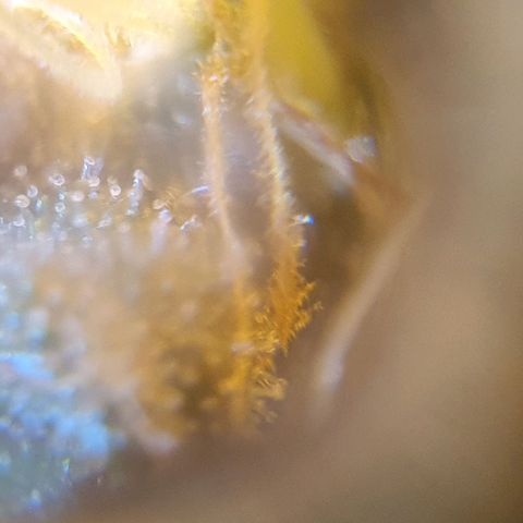 Purple growlog timeline photo