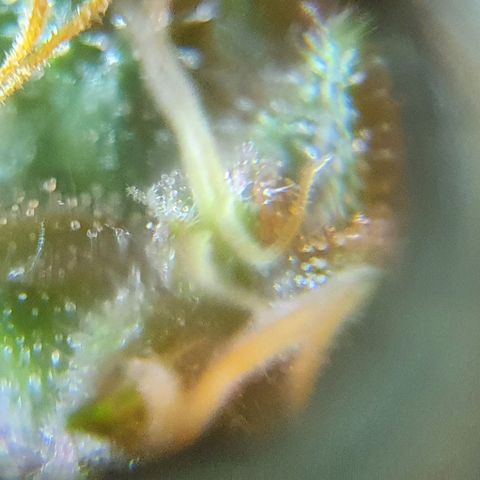 Purple growlog timeline photo