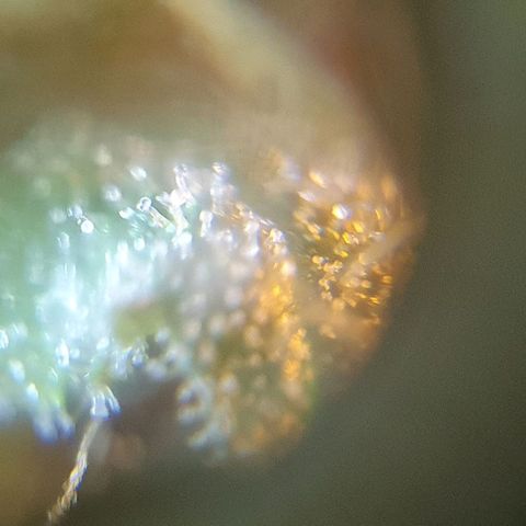 Purple growlog timeline photo