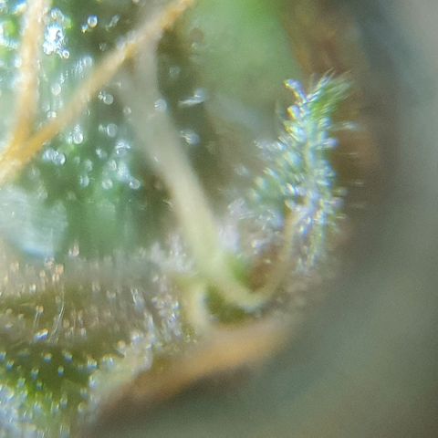 Purple growlog timeline photo