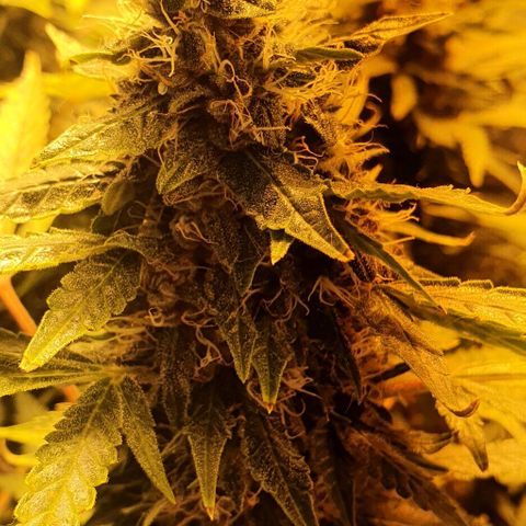 Purple growlog timeline photo