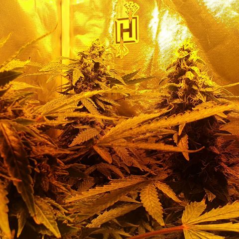 Purple growlog timeline photo