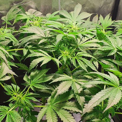 Pineapple growlog timeline photo