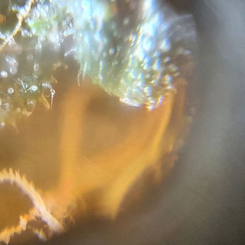 Purple growlog timeline photo
