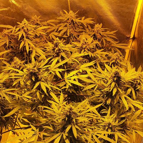 Purple growlog timeline photo