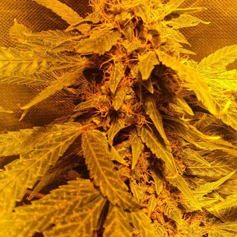 Purple growlog timeline photo