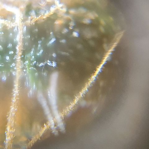Purple growlog timeline photo