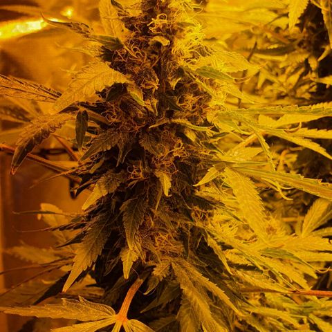 Purple growlog timeline photo
