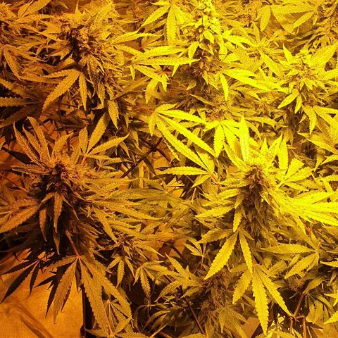 Purple growlog timeline photo