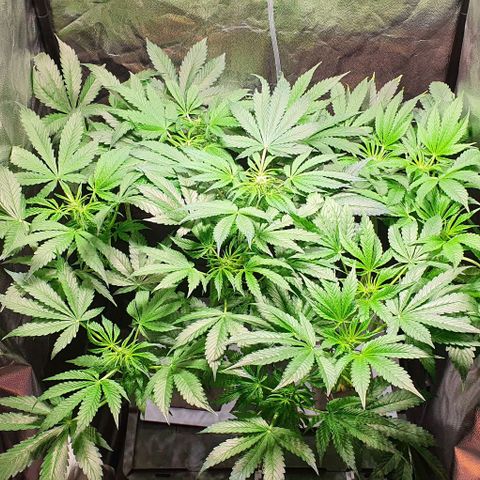 Pineapple growlog timeline photo
