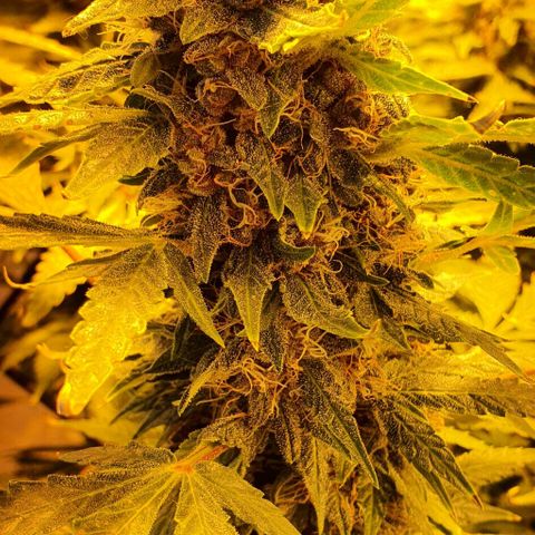 Purple growlog timeline photo