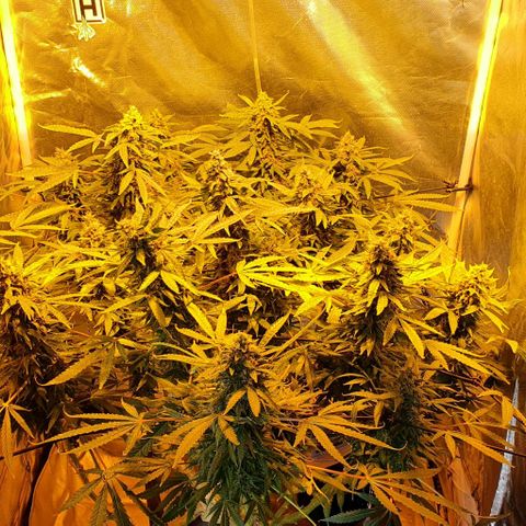 Purple growlog timeline photo