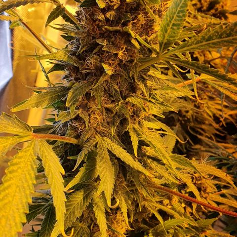 Purple growlog timeline photo