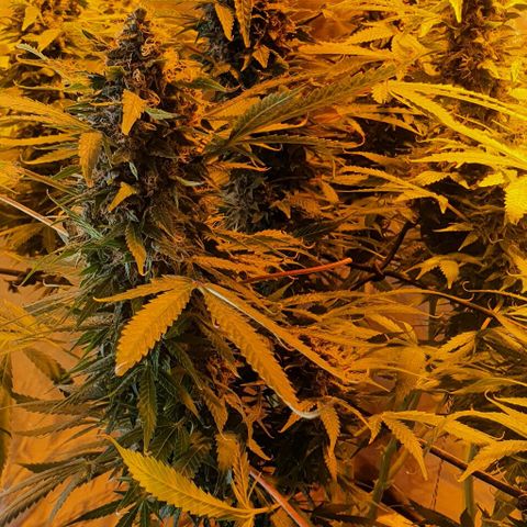Purple growlog timeline photo