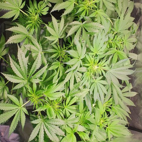 Pineapple growlog timeline photo