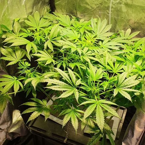 Pineapple growlog timeline photo