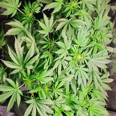 Pineapple growlog timeline photo