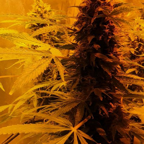 Purple growlog timeline photo