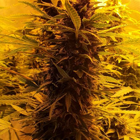 Purple growlog timeline photo