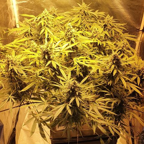 Purple growlog timeline photo