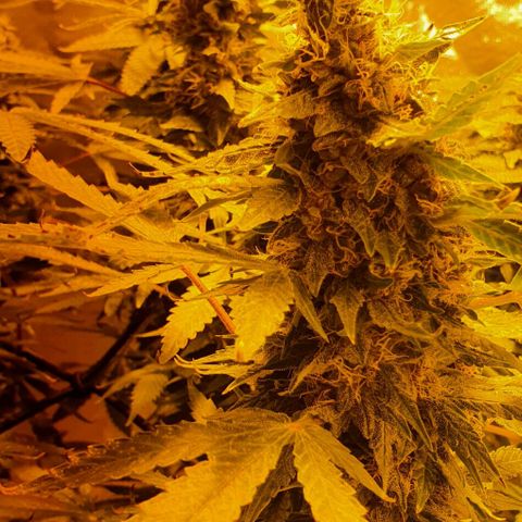 Purple growlog timeline photo