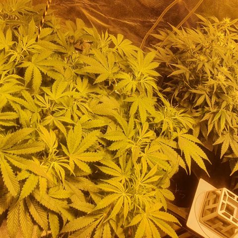 Purple growlog timeline photo