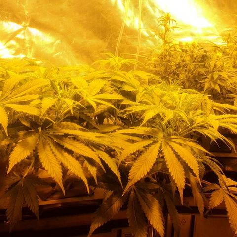 Purple growlog timeline photo