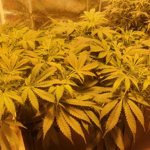 Purple growlog timeline photo