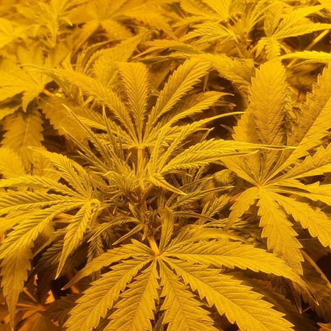 Purple growlog timeline photo