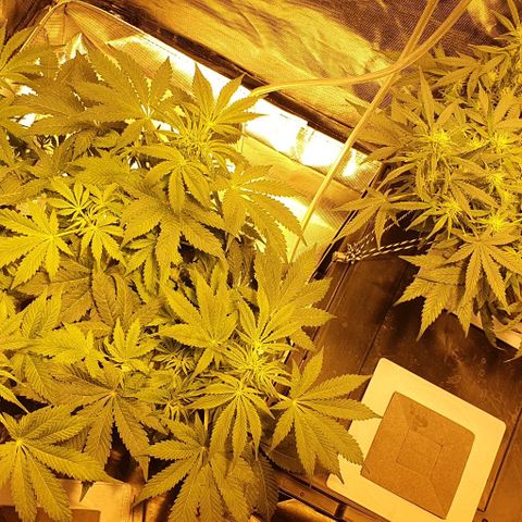 Purple growlog timeline photo