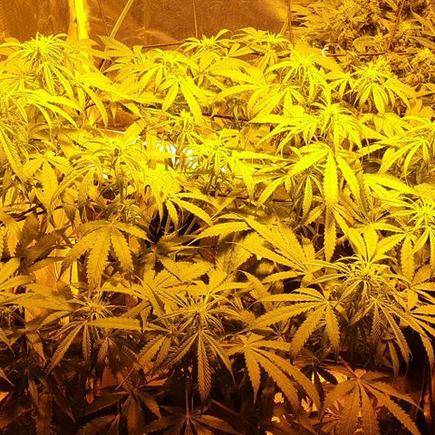 Purple growlog timeline photo