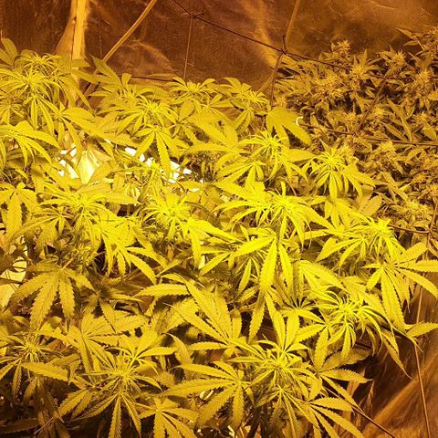 Purple growlog timeline photo