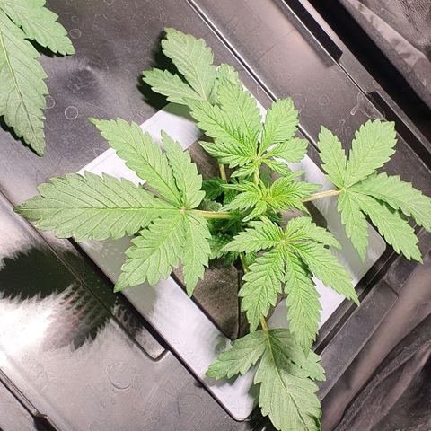 Pineapple growlog timeline photo