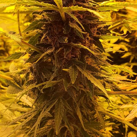 Purple growlog timeline photo