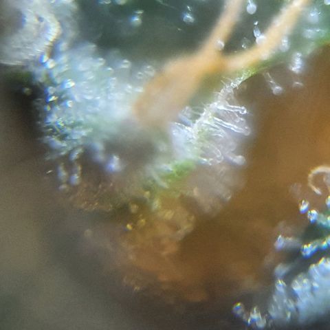 Purple growlog timeline photo