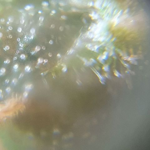 Purple growlog timeline photo