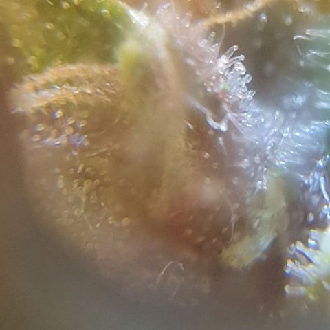 Purple growlog timeline photo