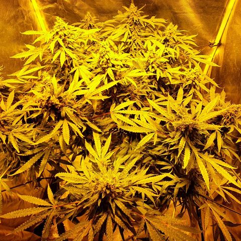 Purple growlog timeline photo